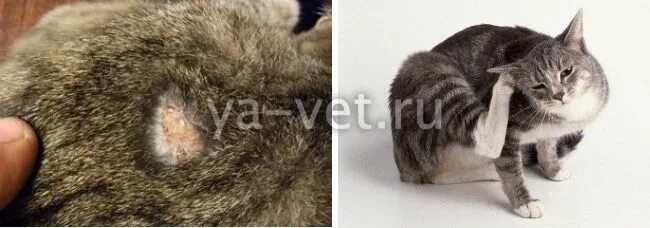 Подкожный клещ у кошек симптомы и фото Саркоптоз у кошек: симптомы и способы эффективного лечения