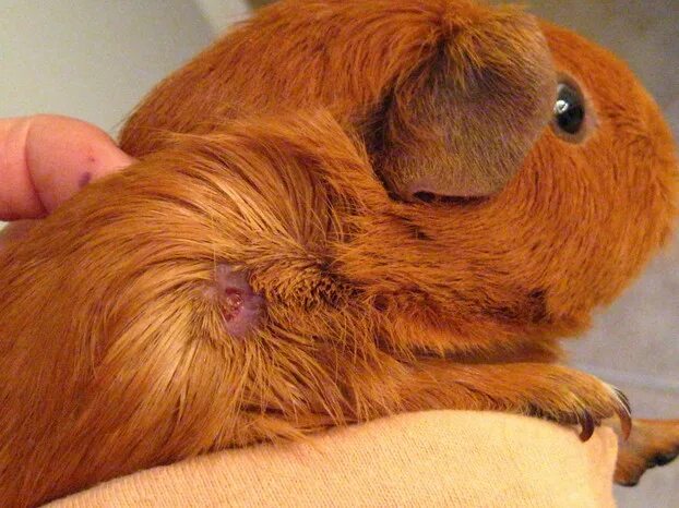 Подкожный клещ у морской свинки фото Help - My Guinea Pig Has An Abscess