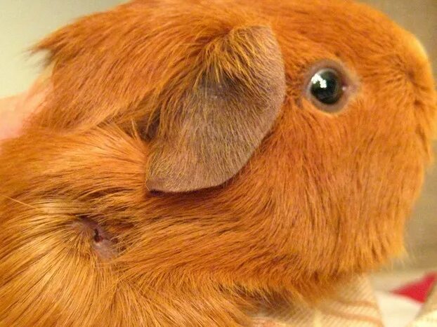 Подкожный клещ у морской свинки фото Help - My Guinea Pig Has An Abscess