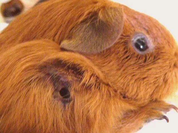 Подкожный клещ у морской свинки фото Help - My Guinea Pig Has An Abscess