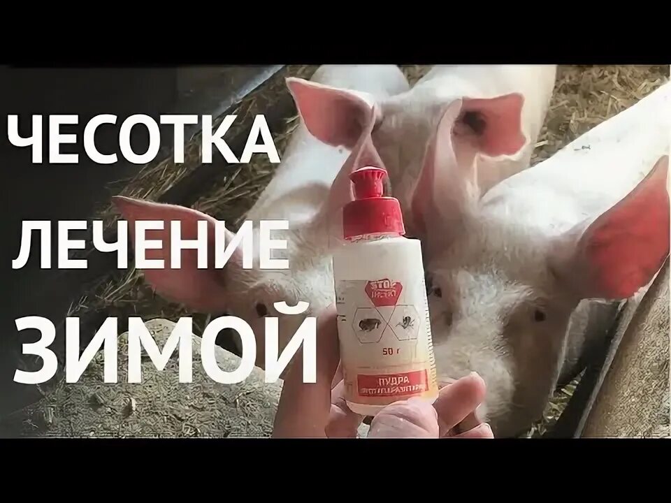 Подкожный клещ у поросят фото ЛЕЧИМ ЧЕСОТКУ У СВИНЕЙ ЗИМОЙ - YouTube