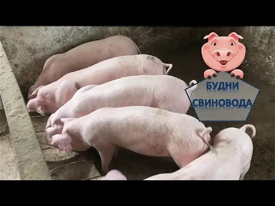 Подкожный клещ у поросят фото Чесотка// подкожный клещ// как лечить чесотку у свиней - YouTube Music