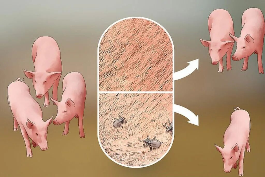 Подкожный клещ у свиней фото ❶ Вши у свиней: диагноз, лечение, профилактика Ветеринарная служба