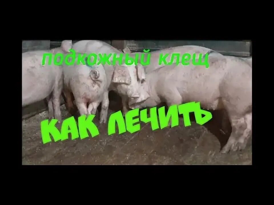 Подкожный клещ у свиней фото Подкожный клещ у поросят лечение - YouTube