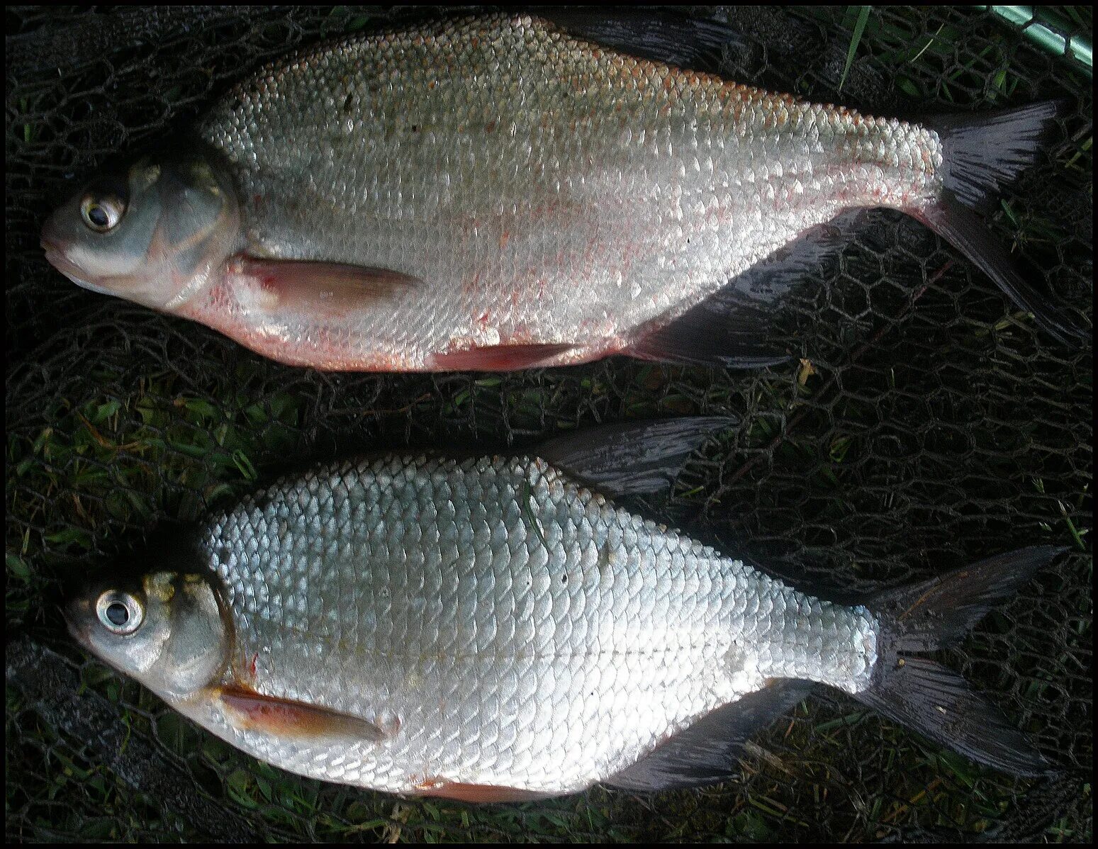 Подлещик рыба фото речной как выглядит File:Comparative of bronze bream and silver bream.JPG - Wikipedia