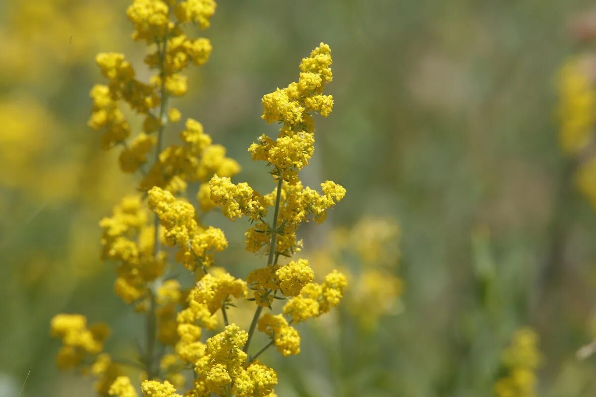 Подмаренник настоящий фото как выглядит Galium verum - Image of an specimen - Plantarium