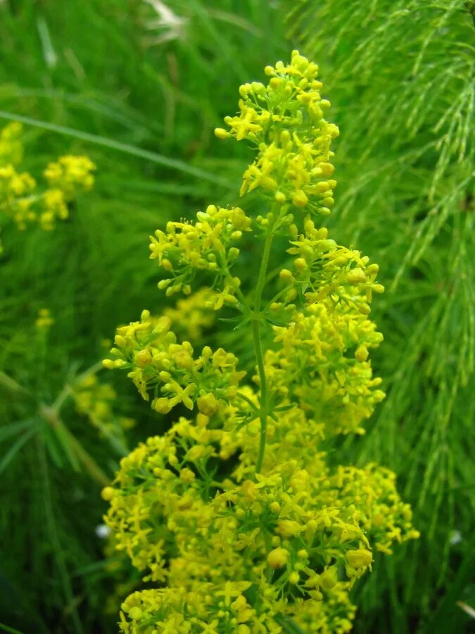 Подмаренник настоящий фото как выглядит Galium verum - Image of an specimen - Plantarium