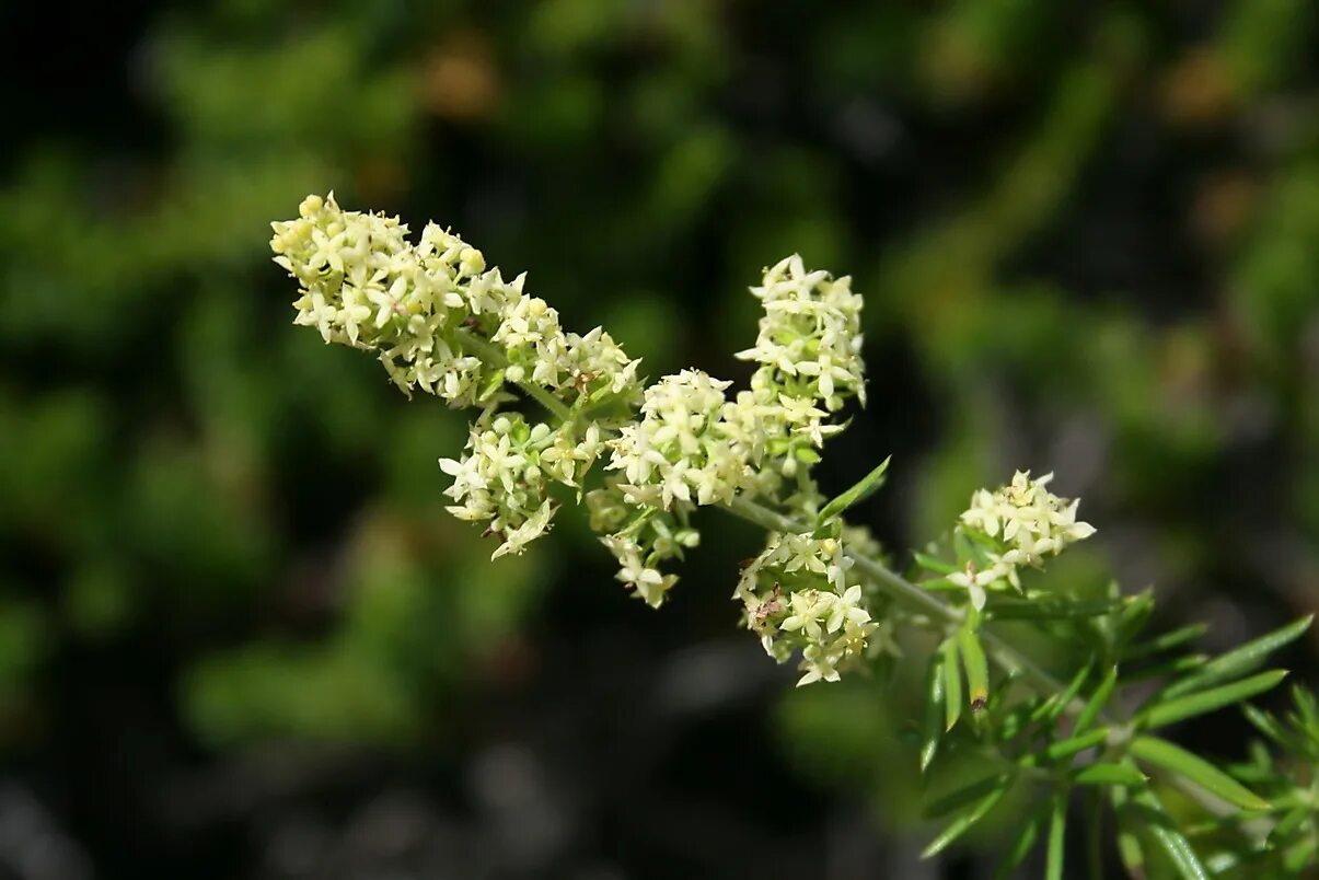 Подмаренник настоящий фото как выглядит род Galium - Изображение особи - Плантариум