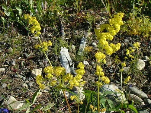 Подмаренник настоящий фото как выглядит Galium densiflorum - iNaturalist