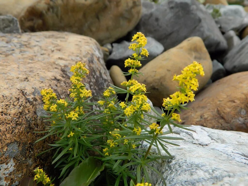 Подмаренник настоящий фото как выглядит Galium densiflorum - Image of an specimen - Plantarium