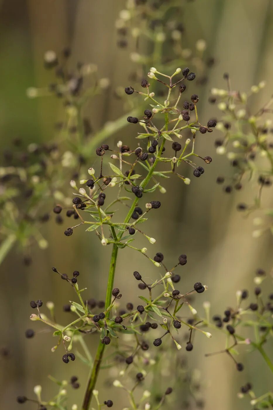 Подмаренник семена фото Galium boreale - Image of an specimen - Plantarium