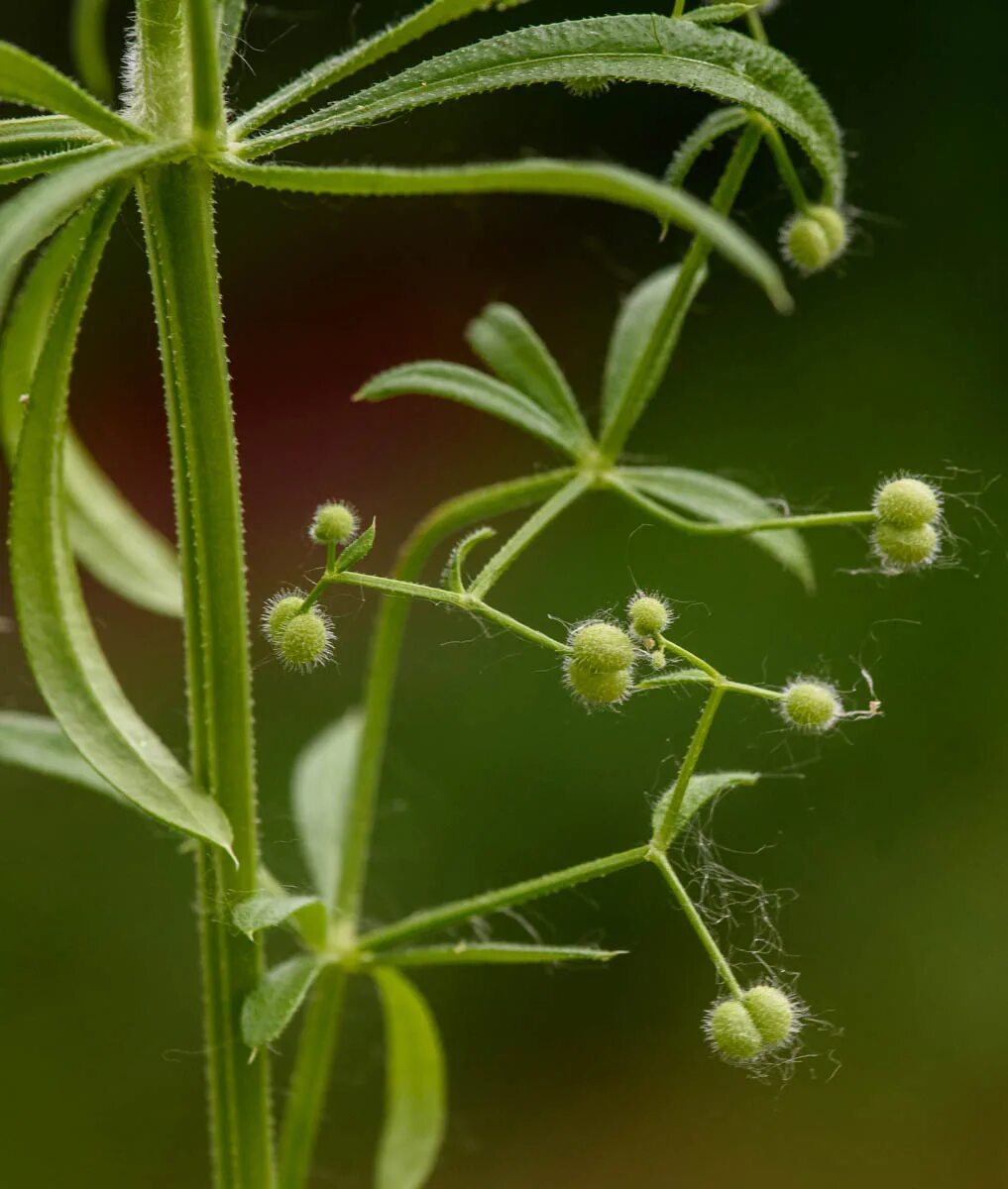 Подмаренник цепкий семена фото Galium vaillantii - Изображение особи - Плантариум