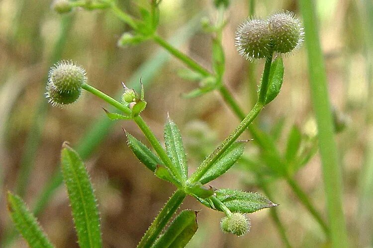 Подмаренник цепкий семена фото CalPhotos: Galium aparine; Bedstraw