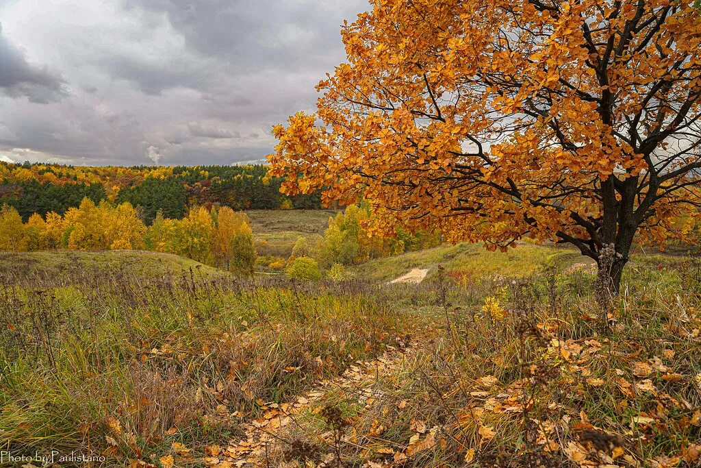 Подмосковная природа в сентябре фото Autumn in Moscow / Московская осень Biryulevsky forest Par. Flickr