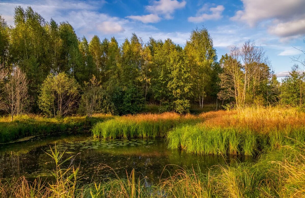 Подмосковная природа в сентябре фото Подмосковная осень (Вечер) 04 :: Андрей Дворников - Социальная сеть ФотоКто