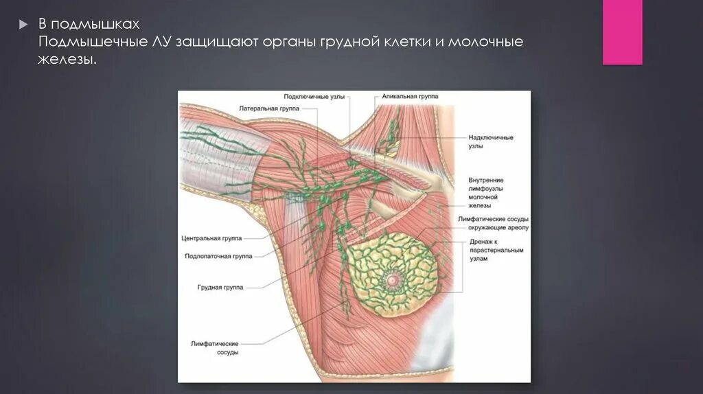 Подмышечные лимфоузлы расположение у женщин схема Подмышечная область груди - найдено 79 картинок