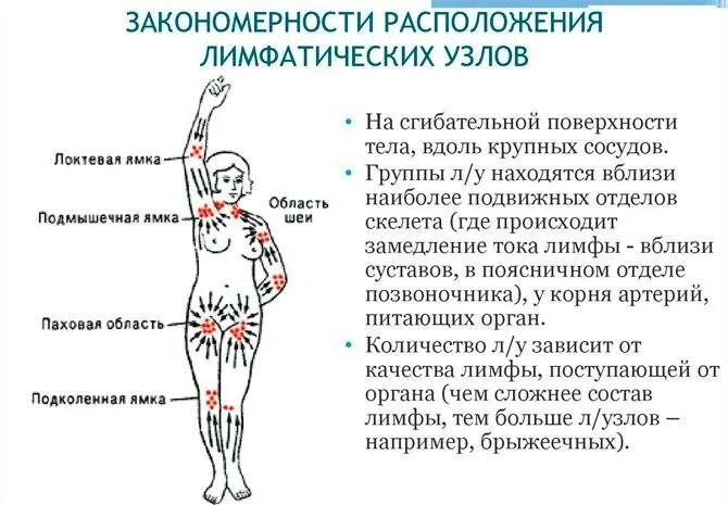 Подмышечные лимфоузлы расположение у женщин схема Где находятся лимфоузлы под мышкой у женщин схема - CollectPhoto.ru