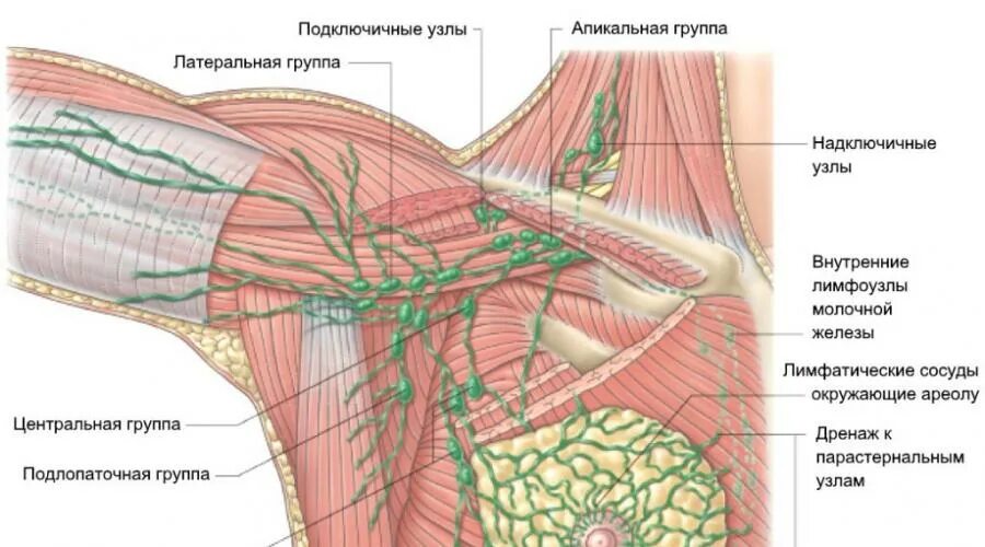 Подмышечные лимфоузлы расположение у женщин схема Картинки ПОДМЫШЕЧНЫЕ ЛИМФОУЗЛЫ СХЕМА