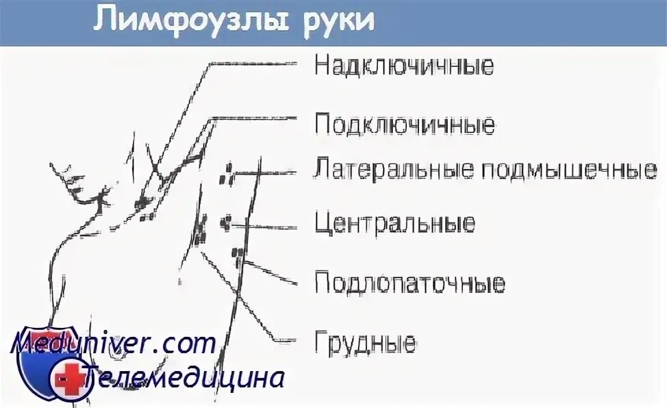 Подмышечные лимфоузлы расположение у женщин схема Советы по осмотру лимфатических узлов руки