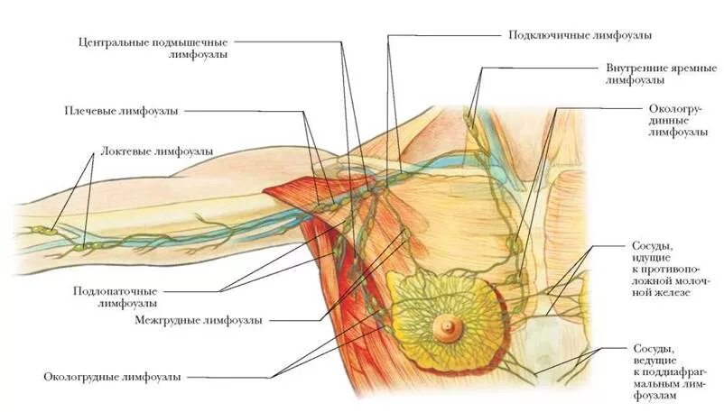 Подмышечные лимфоузлы расположение у женщин схема РУКА, ПОДМЫШКА И ГРУДНАЯ КЛЕТКА. СЕРДЦЕ И ЛЕГКИЕ - ЛИМФАТИЧЕСКАЯ СИСТЕМА - БОЛЬШ