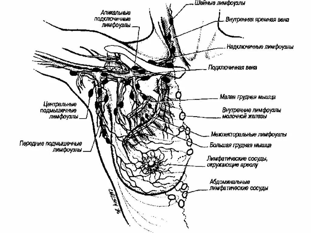 Подмышечные лимфоузлы расположение у женщин схема Картинки ПОДМЫШЕЧНЫЕ ЛИМФОУЗЛЫ СХЕМА