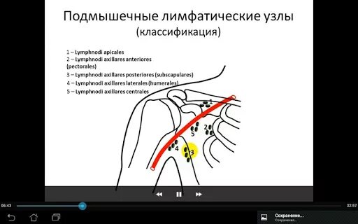 Подмышечные лимфоузлы расположение у женщин схема Картинки ПОДМЫШЕЧНЫЕ ЛИМФАТИЧЕСКИЕ УЗЛЫ РАСПОЛОЖЕНИЕ