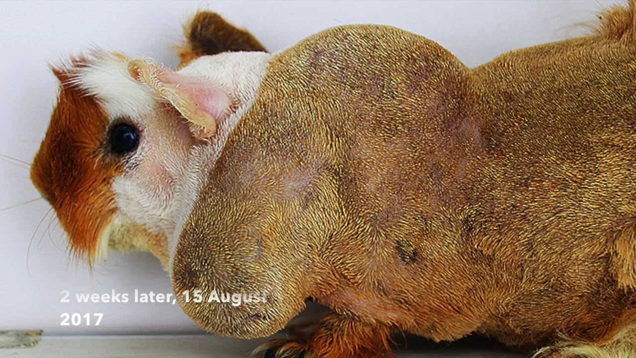 Пододерматит у морской свинки фото Final Video: A guinea pig has a massive swelling on the left shoulder area - hae