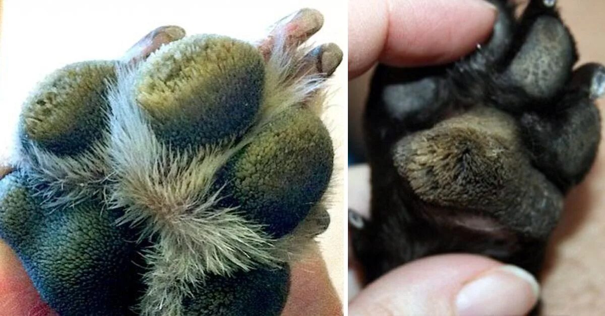 Пододерматит у собак фото Are Your Dog’s Paw Pads Hairy? It Might Be Hyperkeratosis. Here’s What To Do. Do