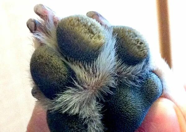 Пододерматит у собак на лапах фото Hair growing from my dog’s paw pads? Dog paw pads, Dry dog nose, Paw pads