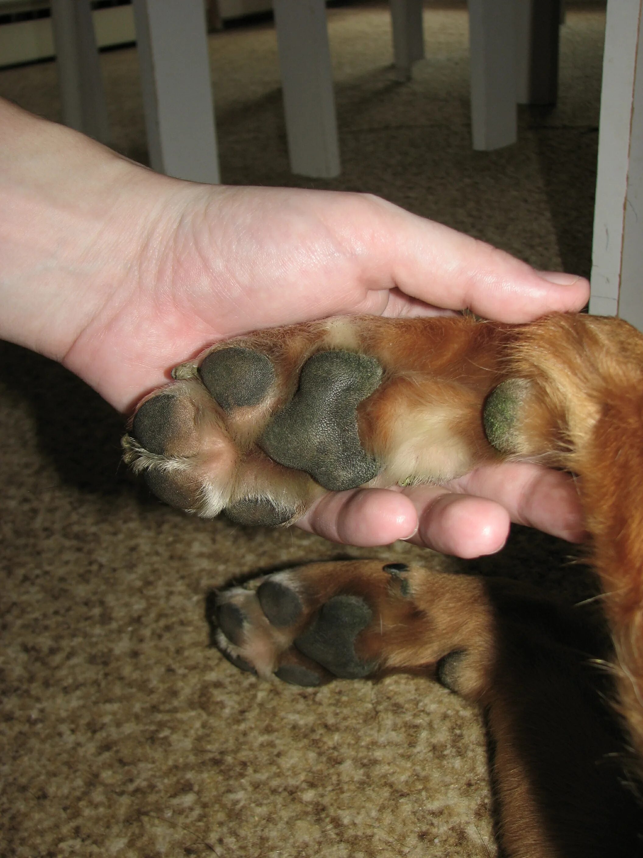 Пододерматит у собак на лапах фото File:Dog's paw.JPG - Wikimedia Commons