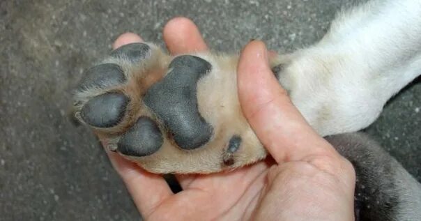 Пододерматит у собак на лапах фото Prevention of Claw Disease in Dogs Claws are an important tool for dogs. They he