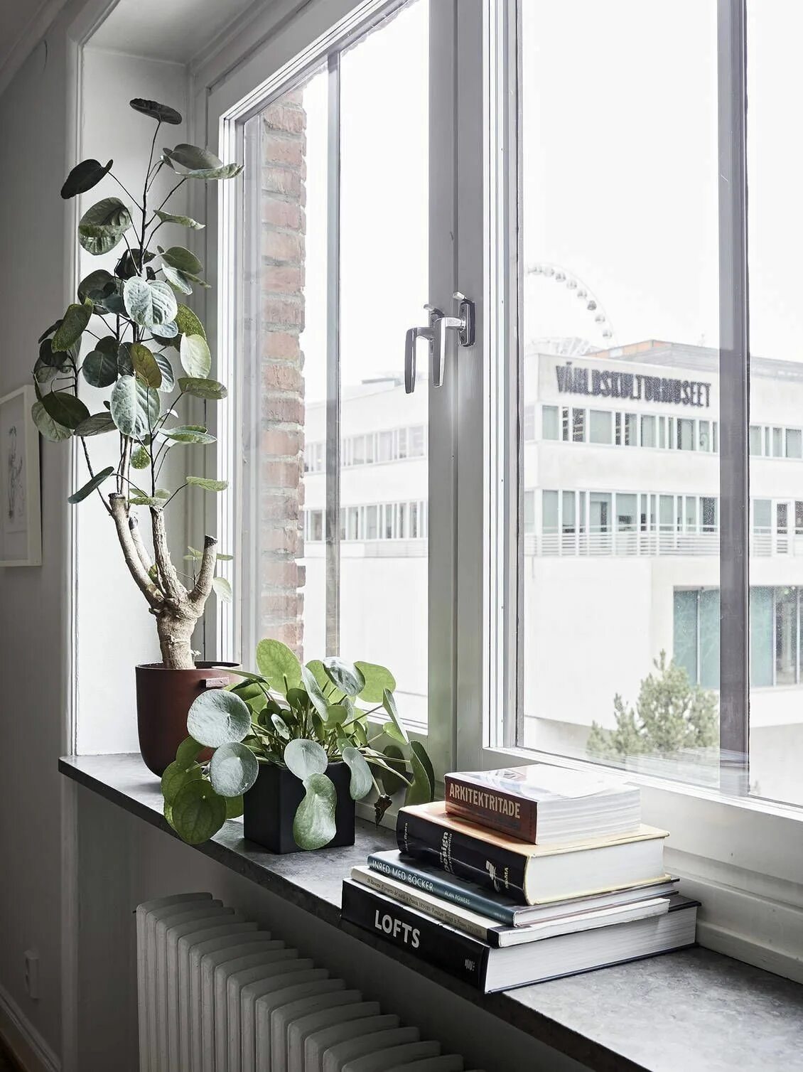 Подоконники дизайн интерьера фото Pilea peperomioides Decoração, Casa loft, Lar