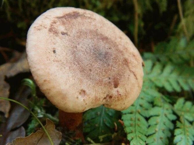 Подореховики грибы фото Дубовик Келе (Boletus queletii), Болет Келе, Болетус Келе.