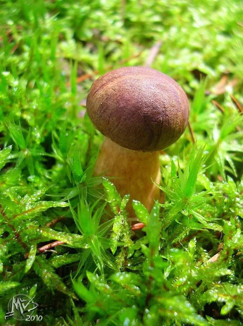 Подореховики грибы фото Boletus badius / леса Поречья сентябрь 2010 / Автор: Dimon_MDV_Mykaluch