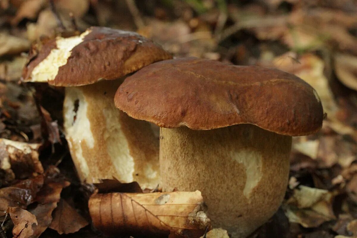 Подореховый гриб как выглядит File:Boletus reticulatus - panoramio.jpg - Wikimedia Commons