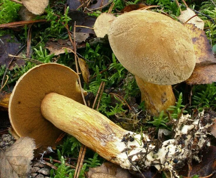 Подореховый гриб как выглядит Маслёнок желто-бурый (Suillus variegatus) Pilze, Essbare pilze, Pilze sammeln