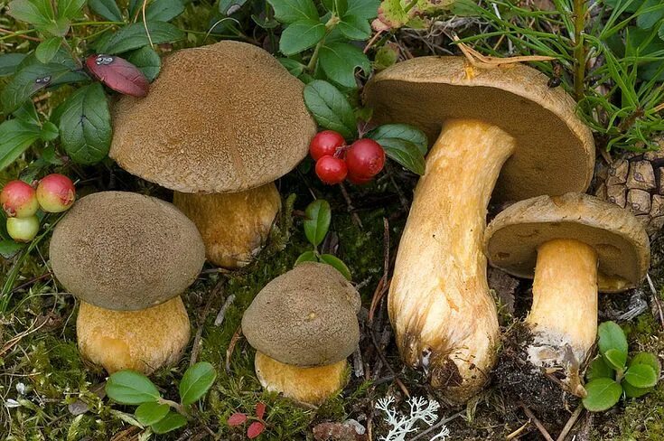 Подореховый гриб как выглядит Маслёнок желто-бурый (Suillus variegatus) Stuffed mushrooms, Mushroom pictures, 