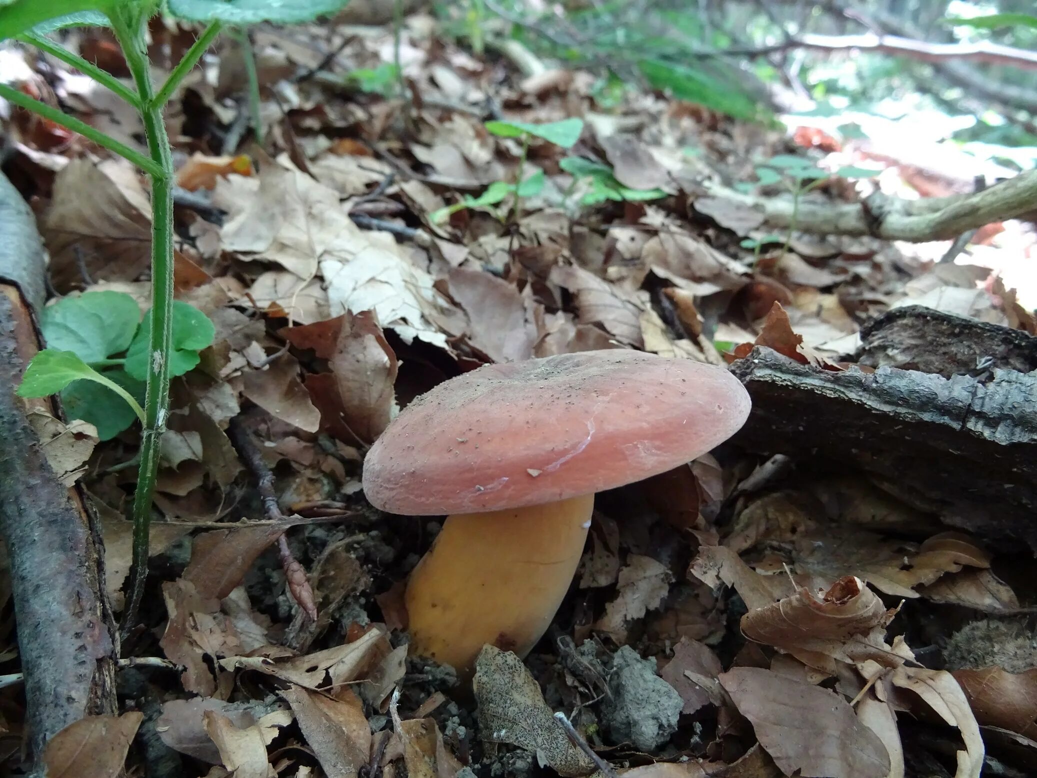 Подорешник гриб фото Фотокаталог грибов: Молочай (Lactarius volemus)