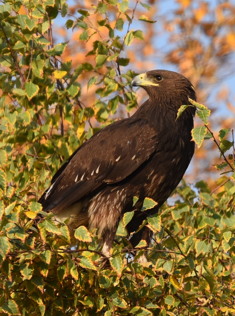 Подорлик птица фото Greater Spotted Eagle (Aquila clanga). Birds of Siberia.