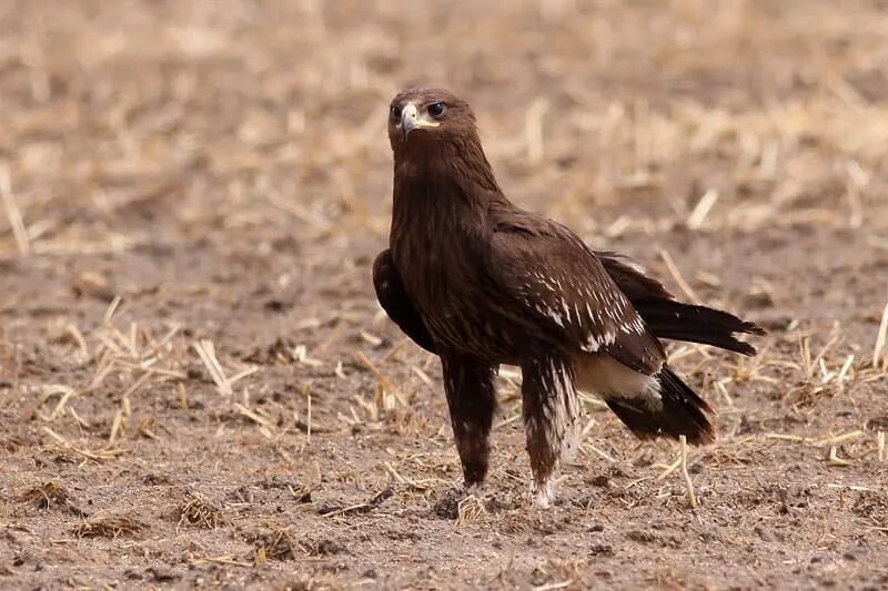 Подорлик птица фото Greater Spotted Eagle (Aquila clanga) Focusing on Wildlife