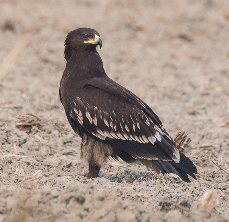 Подорлик птица фото File:Greater Spotted Eagle, Dark Morph (49202075378).jpg - Wikipedia