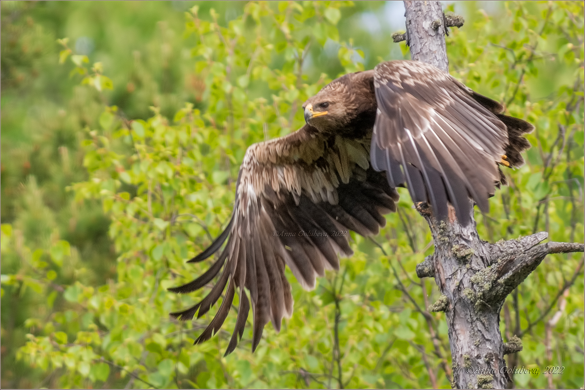 Подорлик птица фото Greater Spotted Eagle (Aquila clanga). Birds of Siberia.