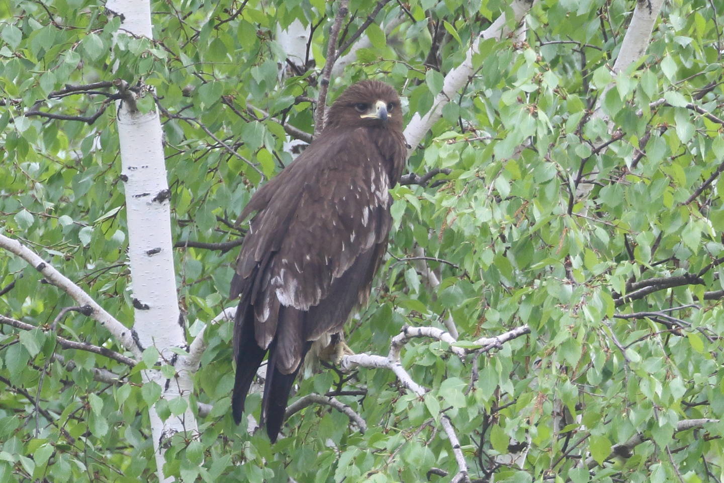 Подорлик птица фото Greater Spotted Eagle (Aquila clanga). Birds of Siberia.