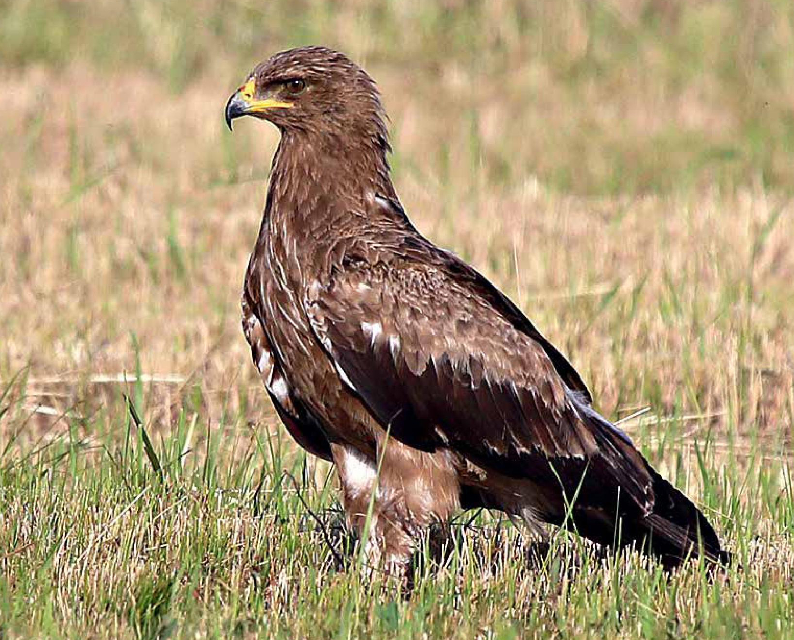 Подорлик птица фото МАЛЫЙ ПОДОРЛИК Aquila pomarina - Природный парк Олений