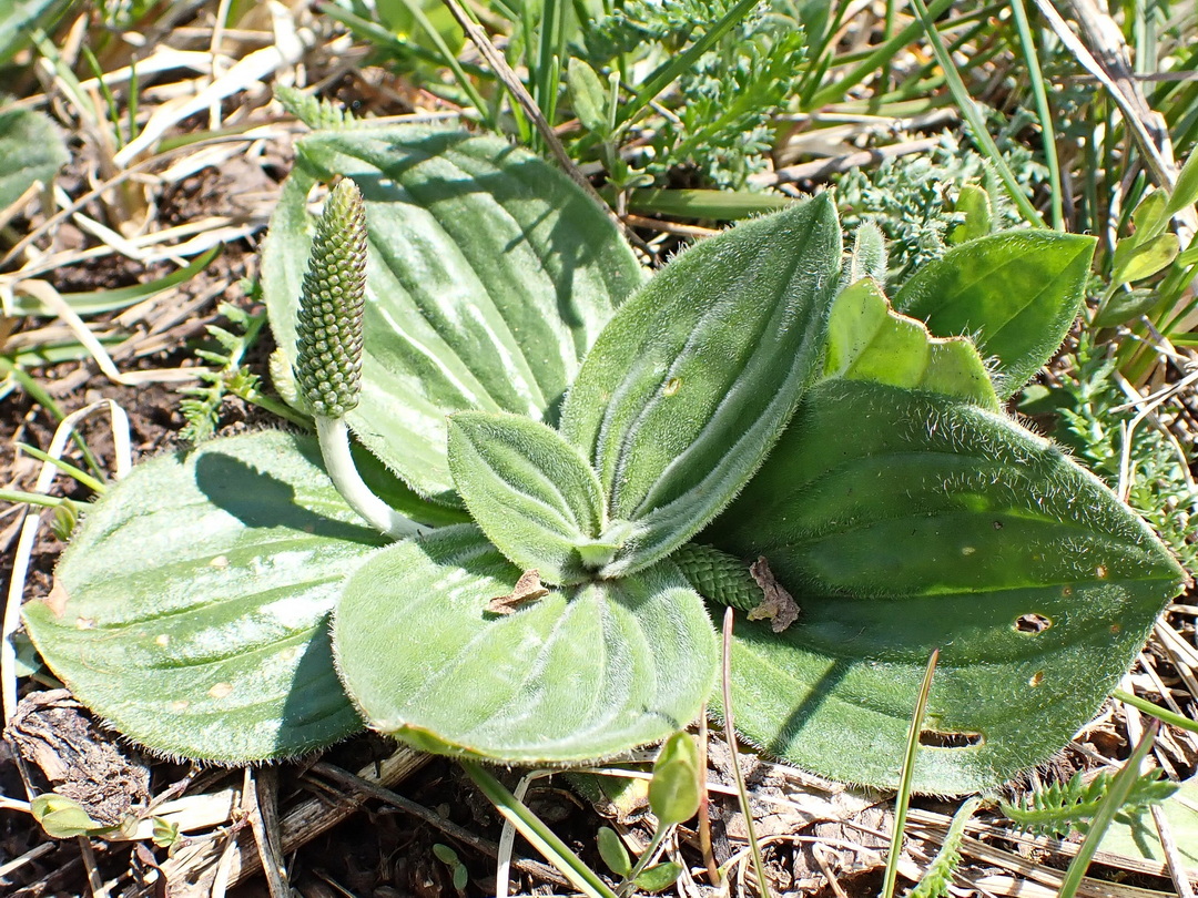 Подорожник декоративный фото Plantago media - Изображение особи - Плантариум