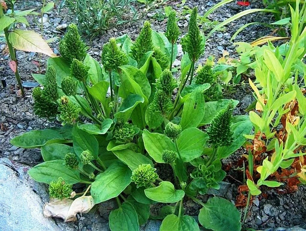 Подорожник декоративный фото Plantain, Broadleaf (Plantago major) Use As Vegetable, Wound Healer And Snakebit