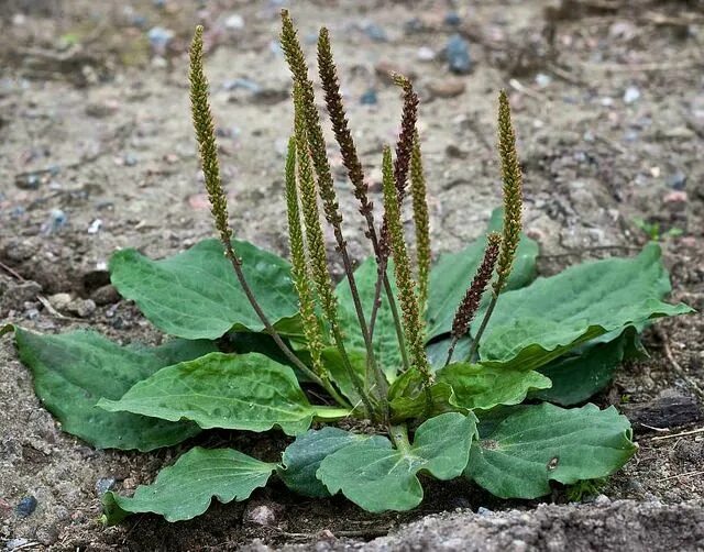 Подорожник декоративный фото Aunque no parezca. Esta pequeña planta es uno de los medicamentos más útiles del