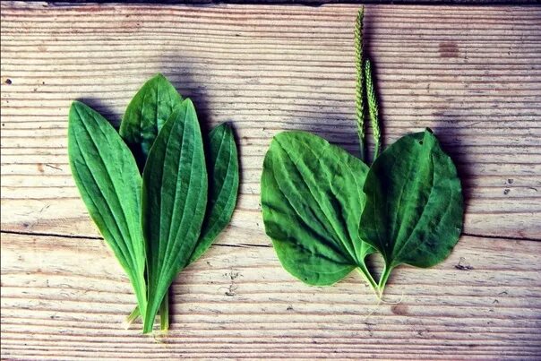 Подорожник московская ул 15 фото Health recipes: plantain for cough - https://vk.cc/88MIl0 The leaf of the planta