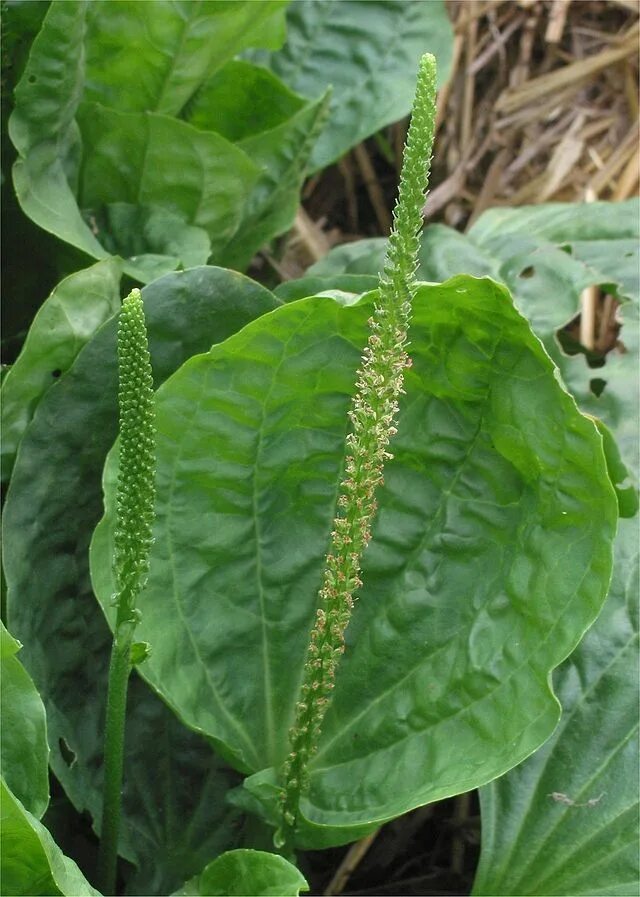 Подорожник трава фото Plantago major - Wikipedia