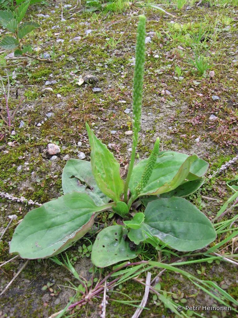 Подорожник трава фото Piharatamo (Plantago major) - Lajitiedot - Nettikasvio